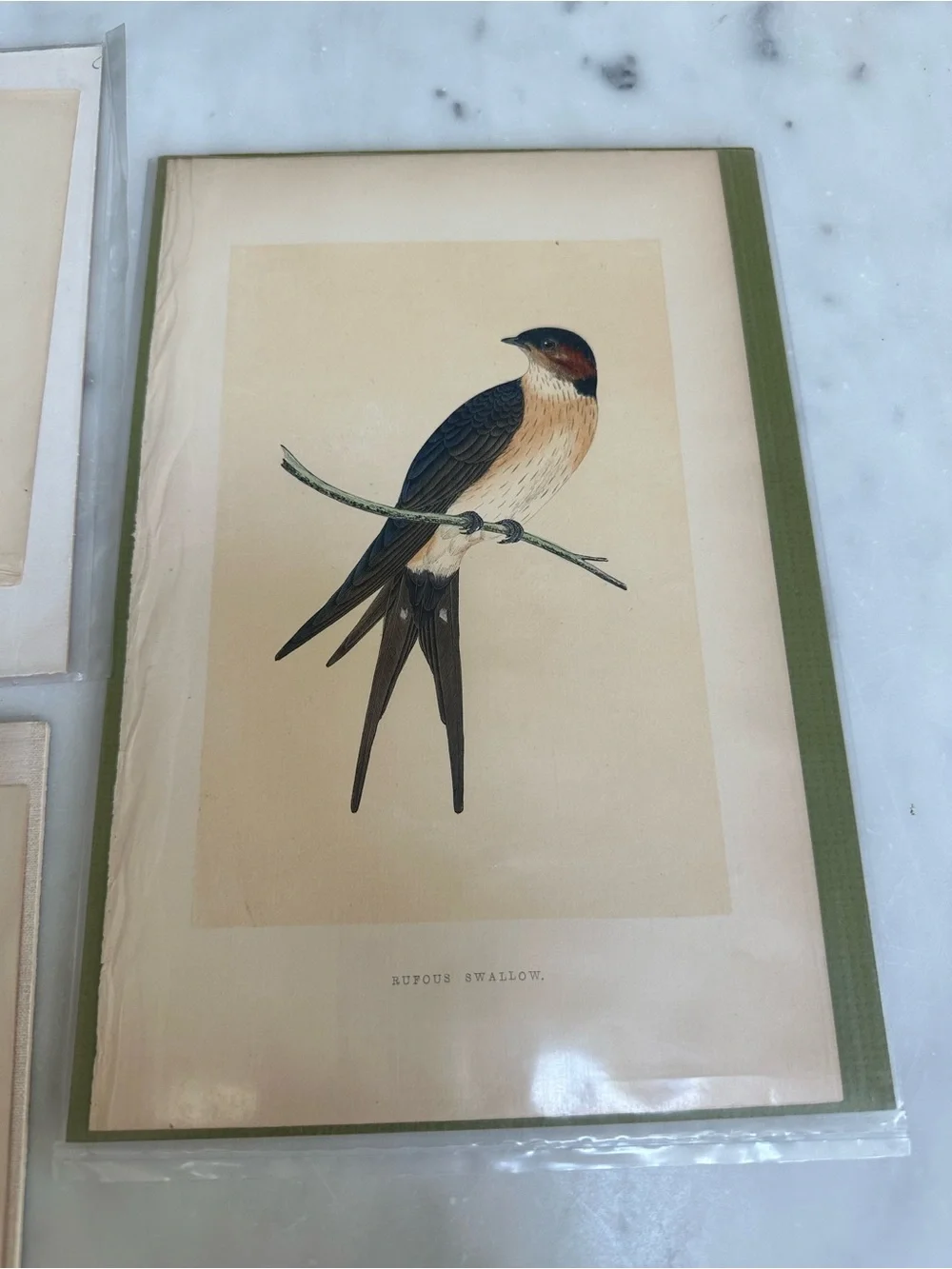 1800s Jardines Natural History Birds Chromolithograph Prints